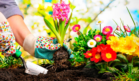 ¿Cómo mantener tu jardín de forma sostenible en verano?