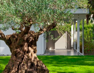 Razones para tener un árbol de olivo