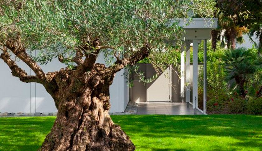 Razones para tener un árbol de olivo