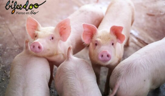 La alimentación con pienso ecológico para cerdos, según Bifeedoo