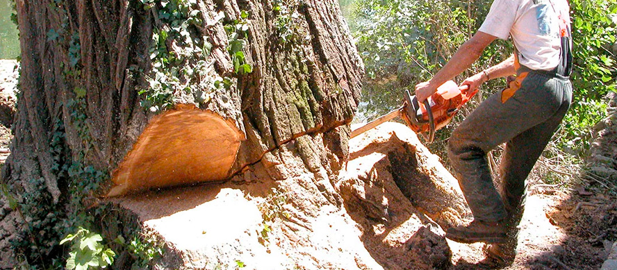 ¿Cuáles son las razones para talar un árbol?