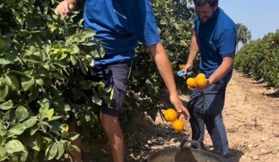 Avanza Fibra regala 50.000 kilos de naranjas entre sus clientes
