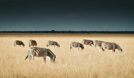 wwwildnature presenta nuevos safaris en el corazón de África