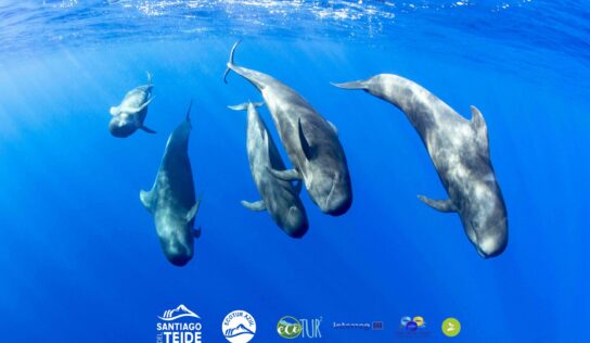 Santiago del Teide se reafirma como uno de los destinos mejor valorados para el avistamiento de cetáceos