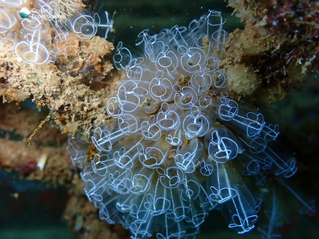 La tecnología española de Ocean Ecostructures y el movimiento «Súmate al Oasis Azul 2030» al rescate de los mares