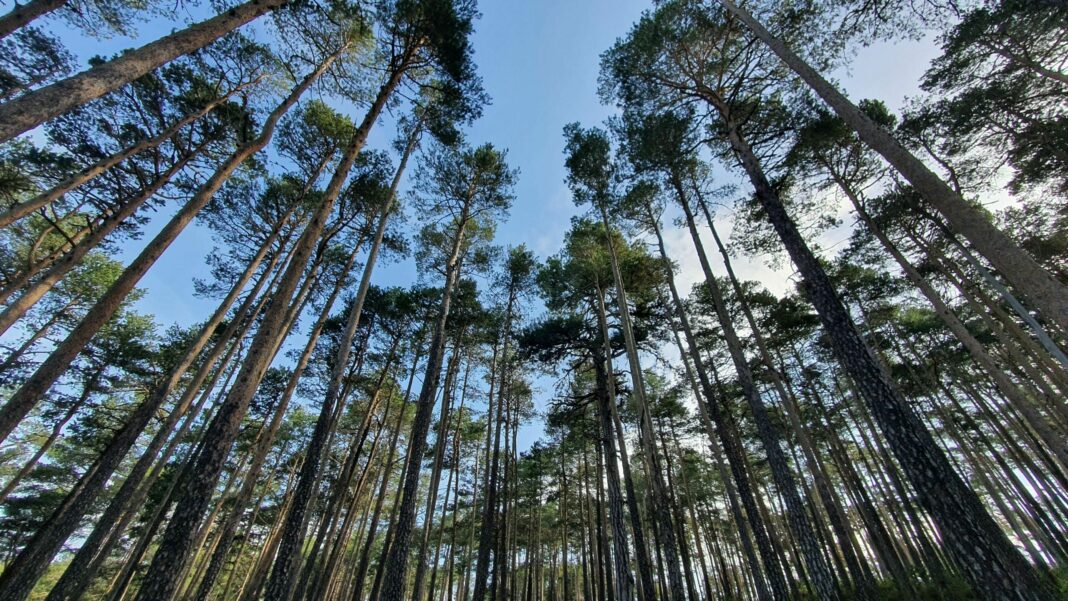 Bosque Innova: un proyecto para crear empleo y emprendimiento verde, revertir la despoblación, promoviendo la gestión forestal y mejorando la biodiversidad en el sistema Ibérico Sur