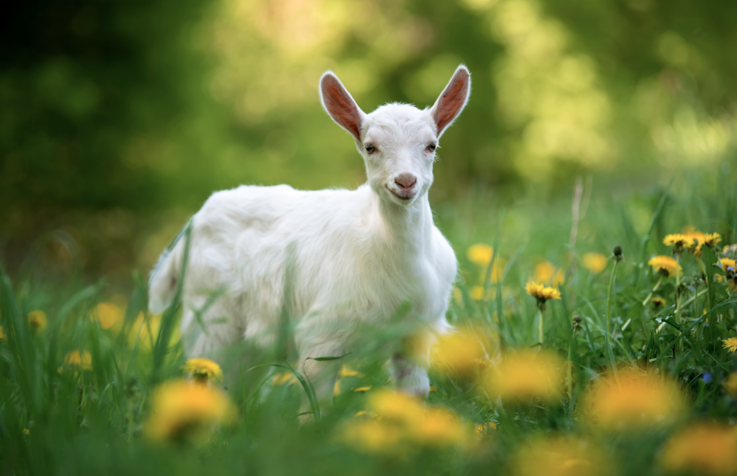 Bifeedoo prepara a los animales para la primavera con su pienso ecológico a granel