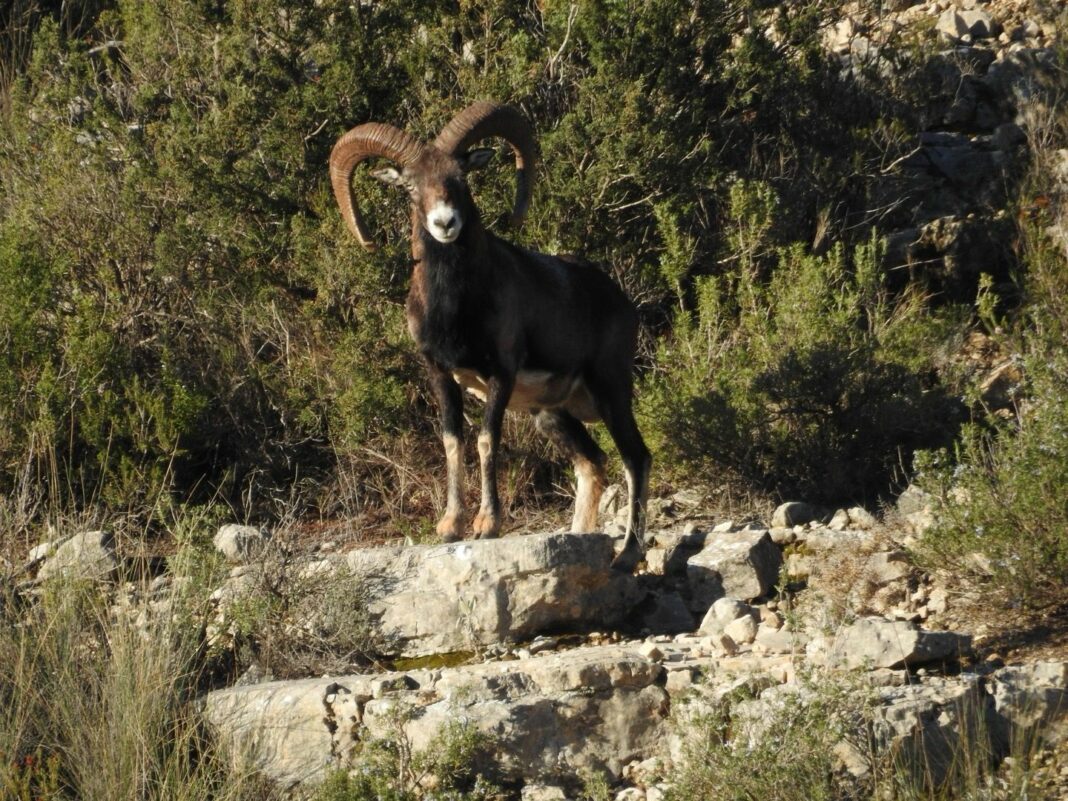 Club Tierra de Caza acerca al cazador la posibilidad de cazar en las reservas de una forma ágil y sencilla