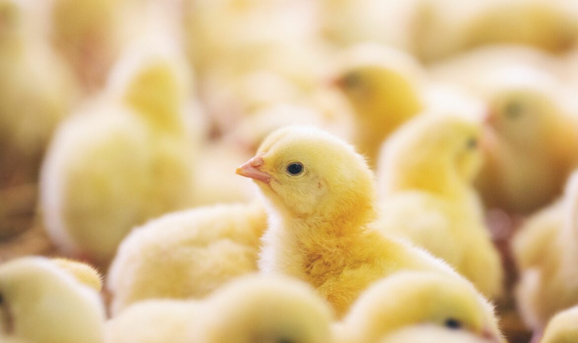 Veganuary celebra la ‘Semana sin Pollo’ para promover las alternativas vegetales a la carne y los huevos