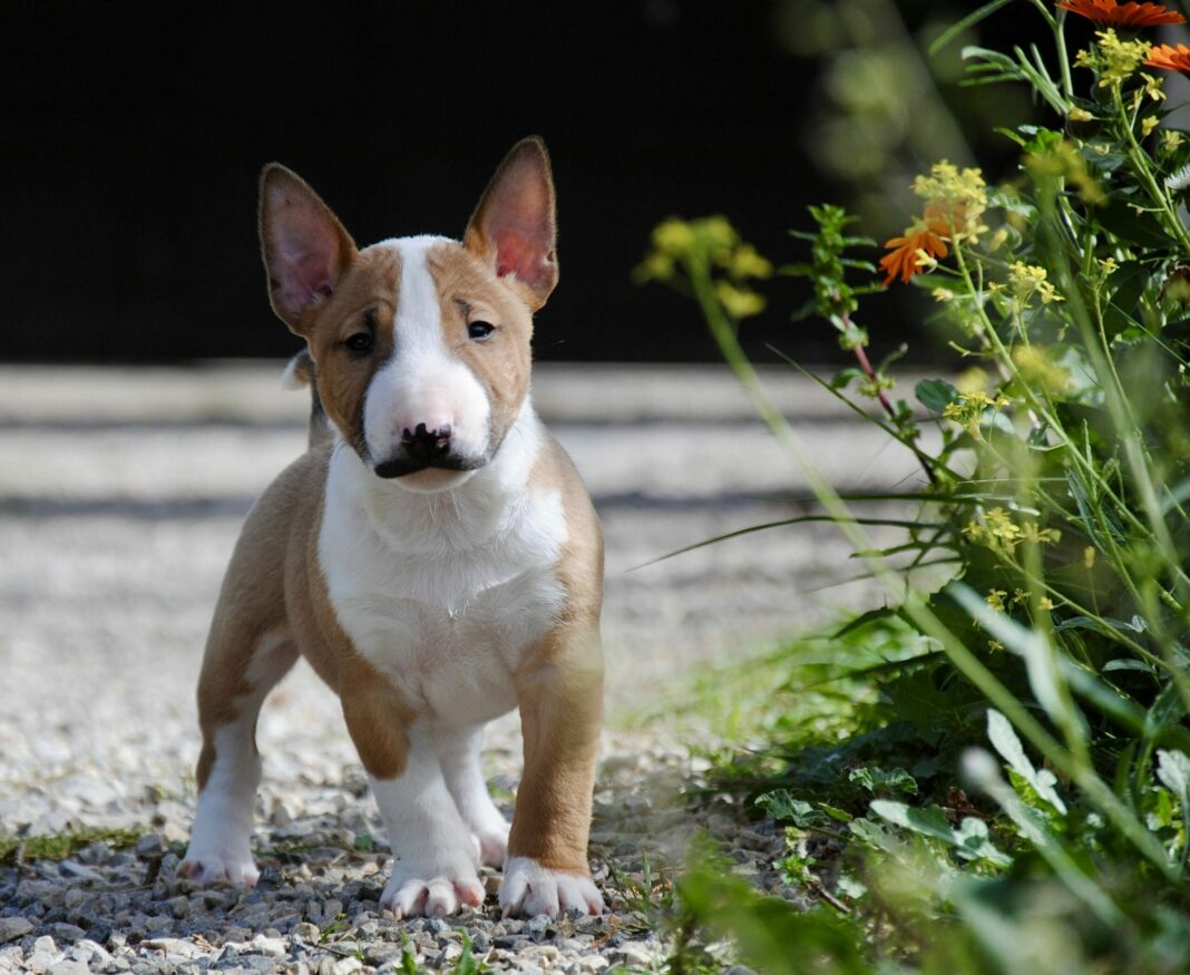 Costa Cabana Bull, centro especializado en la cría del perro bull terrier miniatura