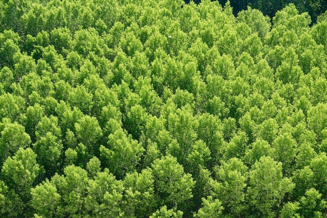 DXC Technology colabora con el proyecto de reforestación Motor Verde de Fundación Repsol