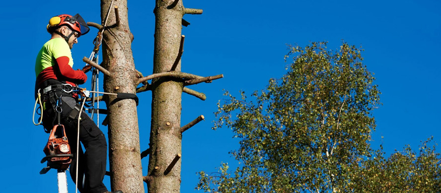 Calendario anual de poda: cuándo y por qué intervenir Calendario anual de poda: cuándo y por qué intervenir