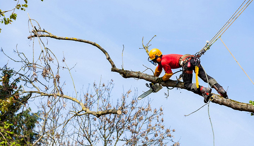 Cómo elegir la fecha ideal para podar árboles, palmeras y setos