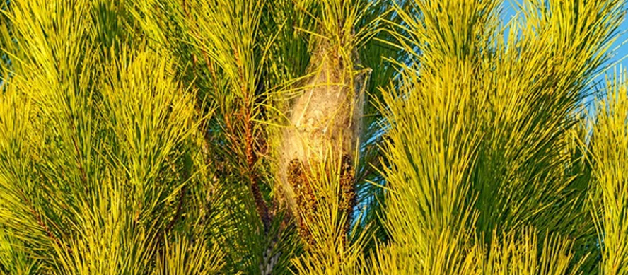 Extracción de nidos de oruga: intervención preventiva en los primeros meses cálidos Extracción de nidos de oruga: intervención preventiva en los primeros meses cálidos