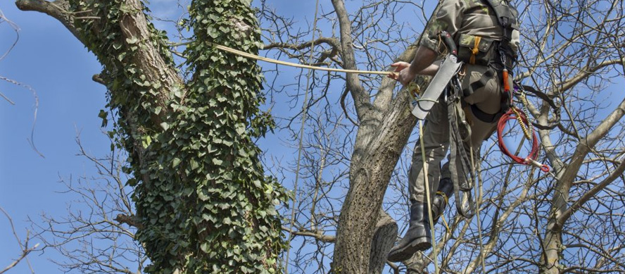 Poda de árboles: un proceso clave durante los meses fríos Poda de árboles: un proceso clave durante los meses fríos