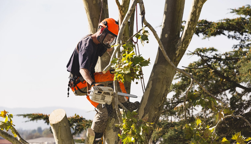 ¿Por qué es necesario podar o talar un árbol? Motivos reales y criterios técnicos