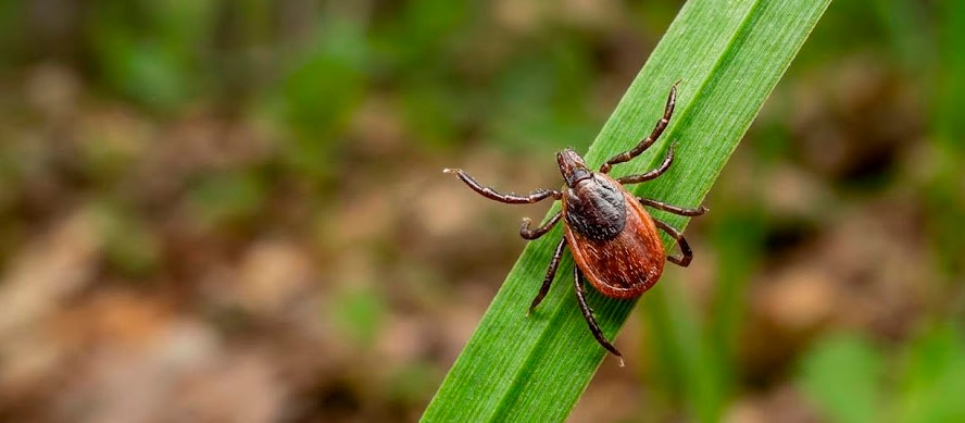¿Qué es exactamente la enfermedad de Lyme? ¿Qué es exactamente la enfermedad de Lyme?