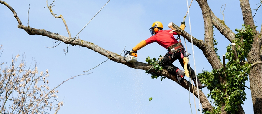 Aspectos legales y normativos que regulan las intervenciones