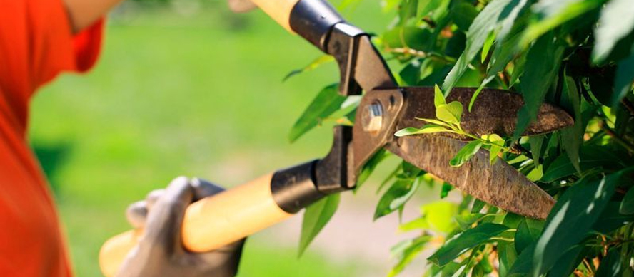 Poda y tala: decisiones responsables para proteger árboles y personas